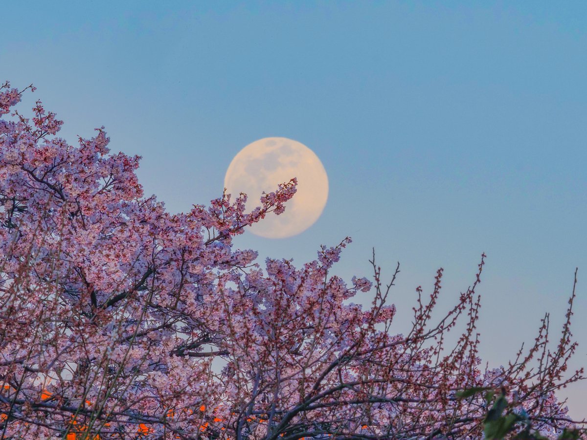  #2020年を写真で振り返る 4/7 昇るスーパームーンと夕陽を浴びる満開の桜