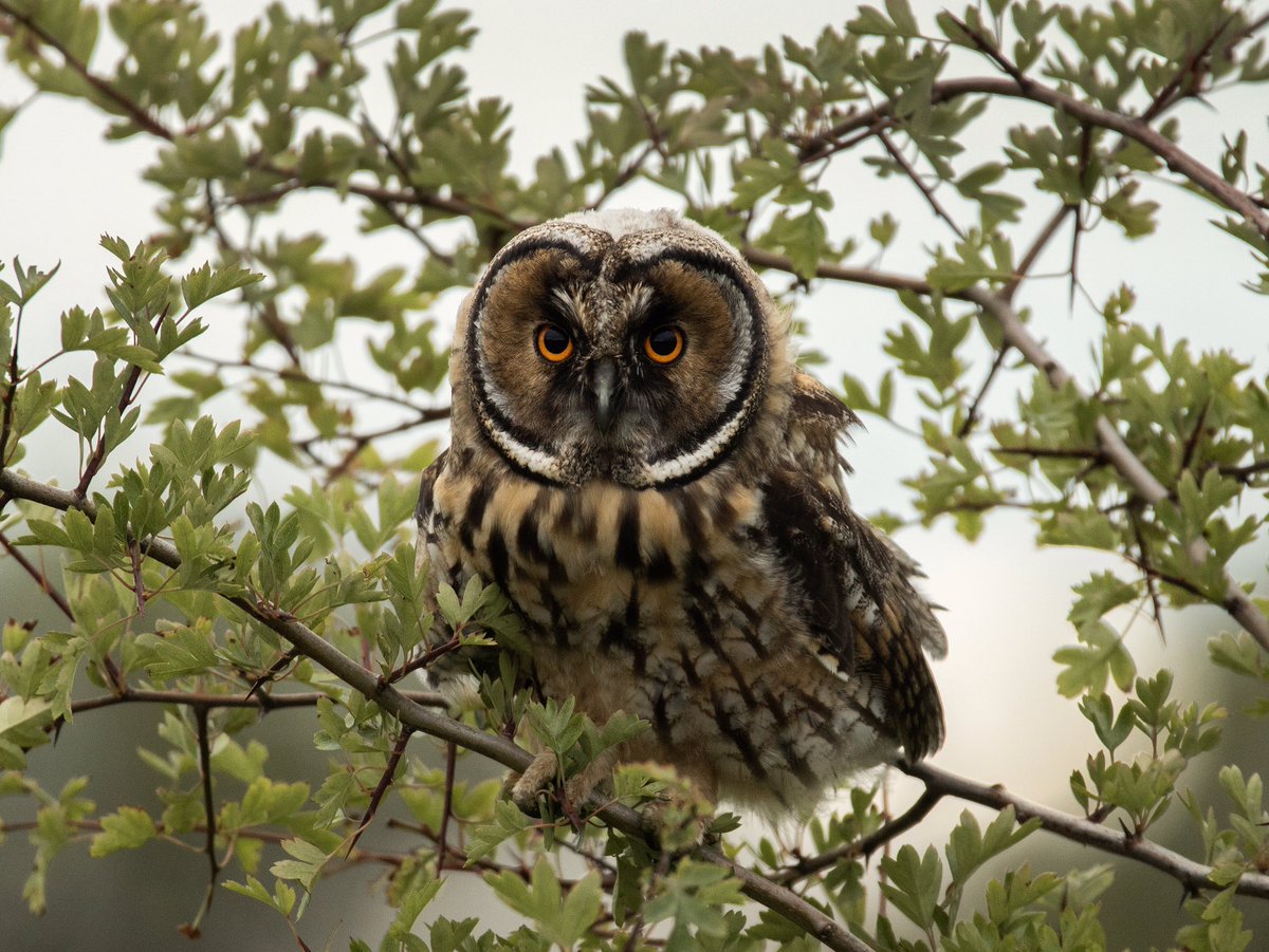 EinalemNosbod's tweet photo. I’ve decided to dedicate this account to my wildlife photography. So to start off, here’s a Juvenile Long-Eared Owl that I had the pleasure of photographing during the summer. #longearedowl #wildlifephotography #birdphotography #northeastengland https://t.co/Ldavhj03IO