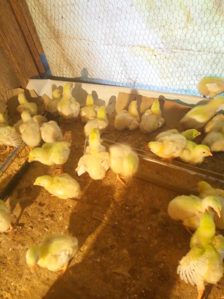 Happy Sunday, lovely peopleToday, we shall be talking about a topic "keeping feed cost down" as suggested by  @adelalu I followed one of  @SamuelOguns7 thread and I will be starting this thread with what he saidThat is "one of the most effective ways to keep the feed cost