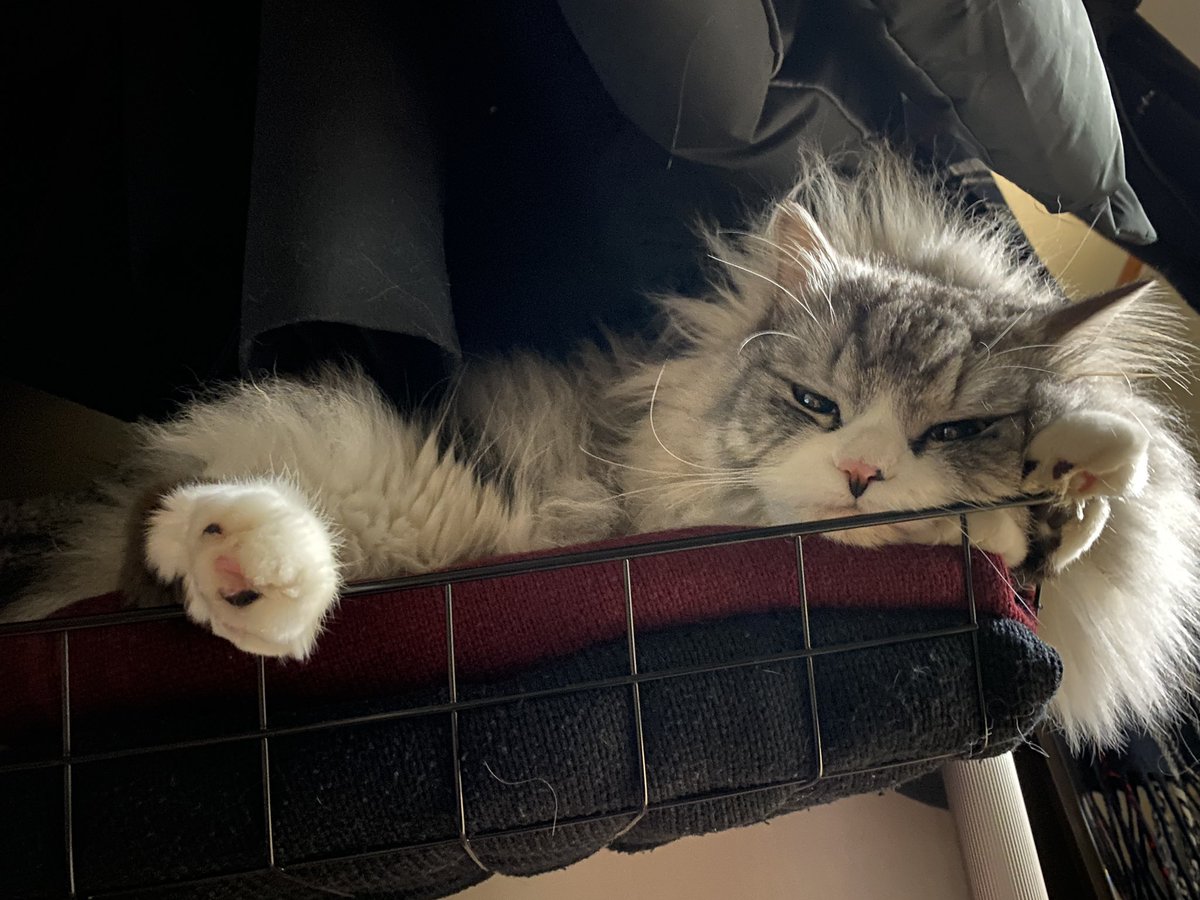 KIMJEONILZZANG's tweet image. 하필 니트 위에서 자리를 잡은 김전예쁜고양이..