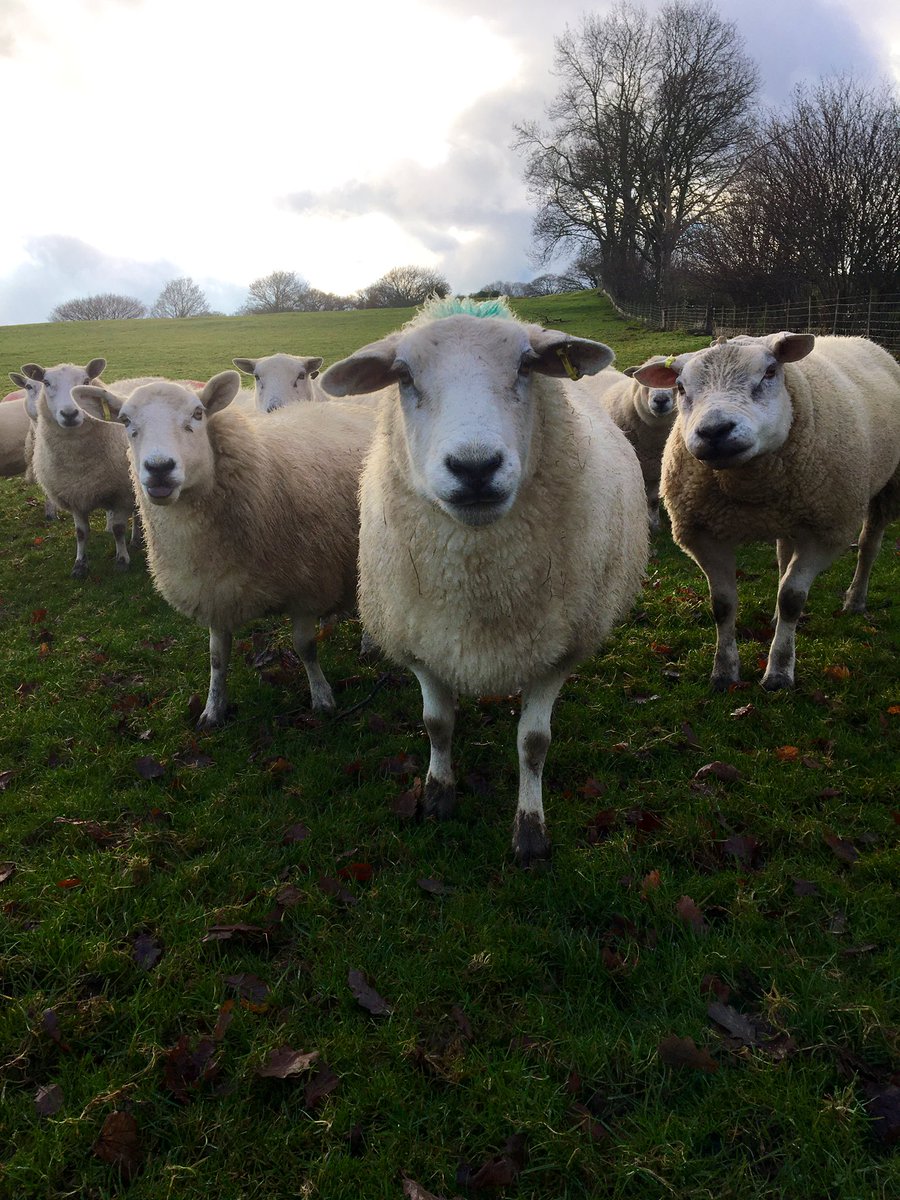 What u lookin’ at!?!? 🐏🐑#WelshMountain #Texel #BusterBigBalls #Fflopsi