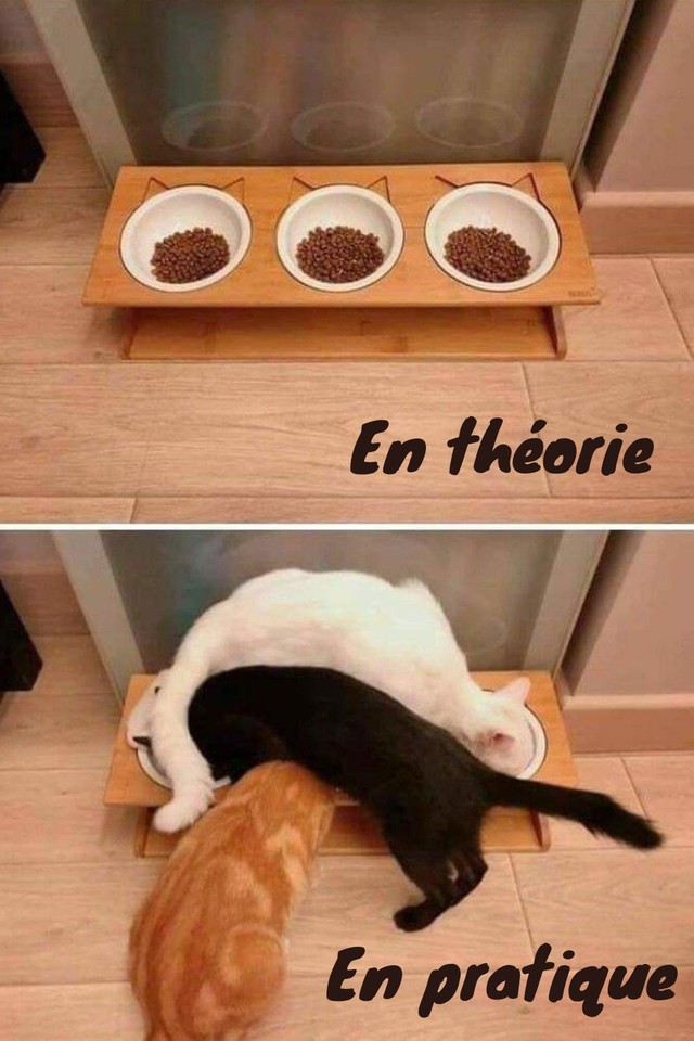 BlaguesDessins's tweet photo. Le beaucoup meilleur du net : La théorie et la pratique
Retrouvez le meilleur du net sur le site
https://t.co/nLXfAedUEL
#LeBeaucoupMeilleurDuNet #Humour #Chats #Théorie #Pratique #MiseEnApplication https://t.co/mIQ7BBfqvB