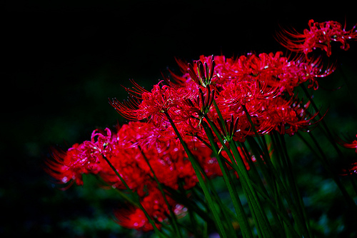 Ship Ashipinfullsail Twitter