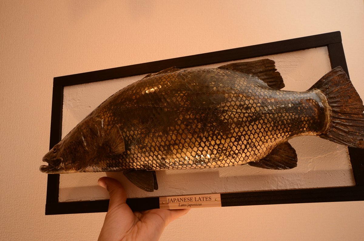 南のアルパカ アカメのフィギュア完成しました イトウといい 幻の魚 みたいなキャッチフレーズに弱いアルパカです 剥製じゃないです 毎度書くのがちょっと面倒になりつつある 南のアルパカ アカメのフィギュア完成しました イトウといい 幻の魚 みたいなキャッチフレーズに弱いアルパカです 剥製じゃないです 毎度書くのがちょっと面倒になりつつある