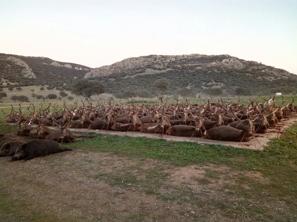 Yo pido para 2021 que quienes se escandalizaron por la montería en Portugal lo hagan con la misma vehemencia por las monterías en España. 

Las administraciones deben dejar de subvencionar la actividad de la caza, y posteriormente prohibirla. Igual que la tauromaquia.