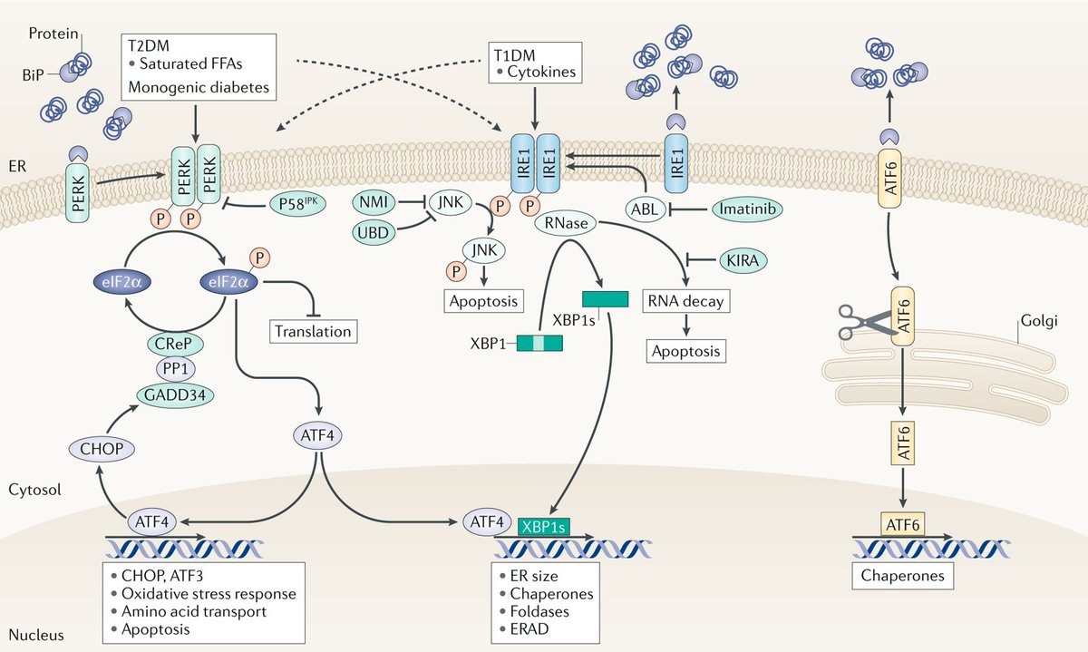 NatureRevEndo's tweet photo. Décio L. Eizirik and colleagues discuss the different pathways to failure of pancreatic β-cells in type 1 and type 2 diabetes mellitus — number 6 in our top 10 most accessed articles of the year
https://t.co/CrMBwLt5sd https://t.co/fJY8YiDvaL