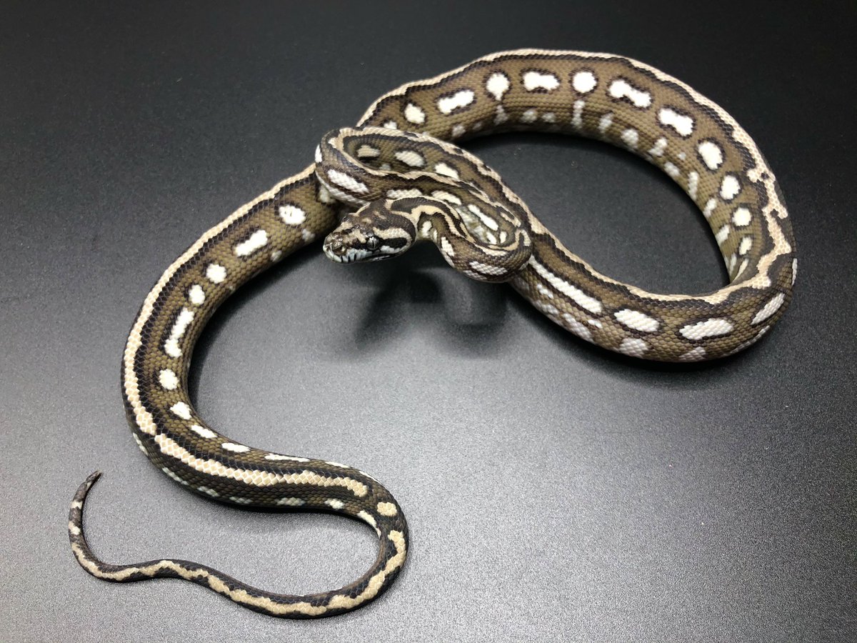 miyanosyouten's tweet photo. Caramel Axanthic Tiger ♂
キャラメルとアザンの素敵なハーモニー…でもめちゃくちゃ咬んできます。
痛いと綺麗は正比例‼︎
さて
今日はじっくり個体観察ですがTHとDHがマジでヤバいです…。
#カーペットパイソン #カーペットパイソン入荷 #カーペットパイソン販売 #ukpythons https://t.co/dEz3PNZN2c