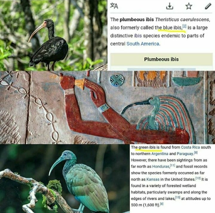 For instance the egyptian god thoth his name was actually pronounced te hu tee by our people. And in the book when rocks cry out Horace butler points out that the city in mexico where the great pyramids were build is called teotihuacan named after tehuti.