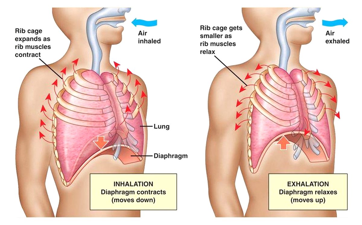 These muscles are compressing the anterior (front) ribcage and pulling the shoulders forward.That means the chest struggles to expand upon inhalation and diaphragmatic breathing is limited.When we inhale, we should have our shoulders move back to a slight degree.
