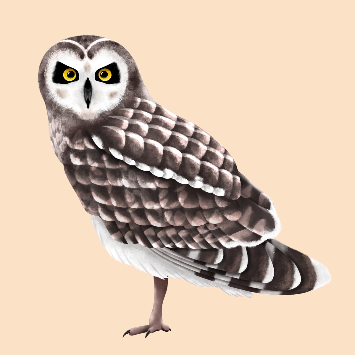 rachillustrate's tweet photo. A collection of woodland friends 🦉🦊🦌🐰 https://t.co/H7Uz3dNzrZ
