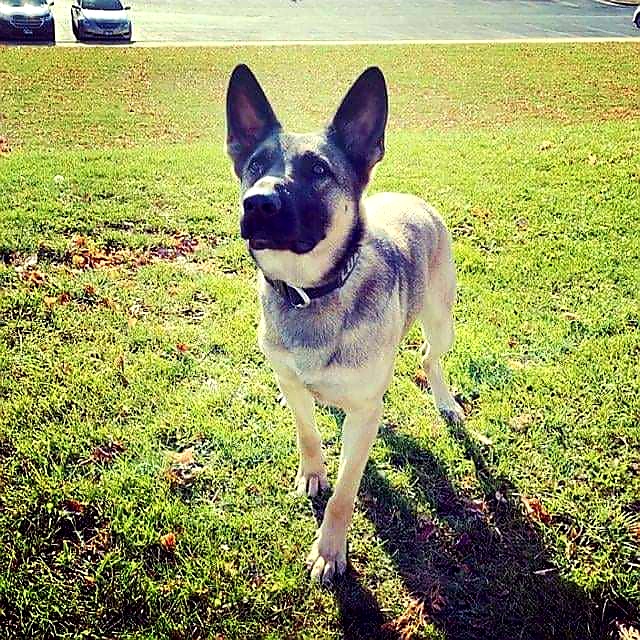 k9sofvalor's tweet photo. K9 Loki
EOW: 12-27-2020
The Boone County SO is mourning the loss of one of their own, K9 Loki. Loki was killed this morning when a drunk driver hit his vehicle during a traffic stop. Dep. Rosenkranz was outside of the vehicle &amp; recieved injuries from flying debris.
Rest Easy Loki https://t.co/IuFtpXY48M