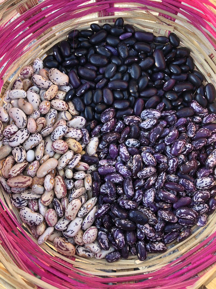 Sometimes we get a whole bunch of very pretty beans in purples and blueberry! Or spotted ones that we call the pixel beans. These get picked up super fast. My favourite thing to do with them is make bean salads. 