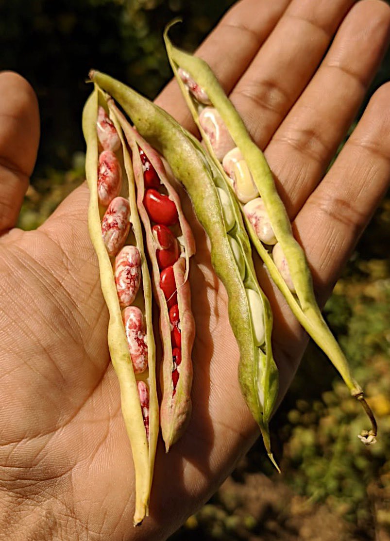 Rajma pods with different colours of Rajma. It’s only after our harvest this year for  http://www.tonsvalley.shop  that I realised that all these beautiful colours grow together in one Rajma patch, and then are sorted after harvest into homogenous piles.