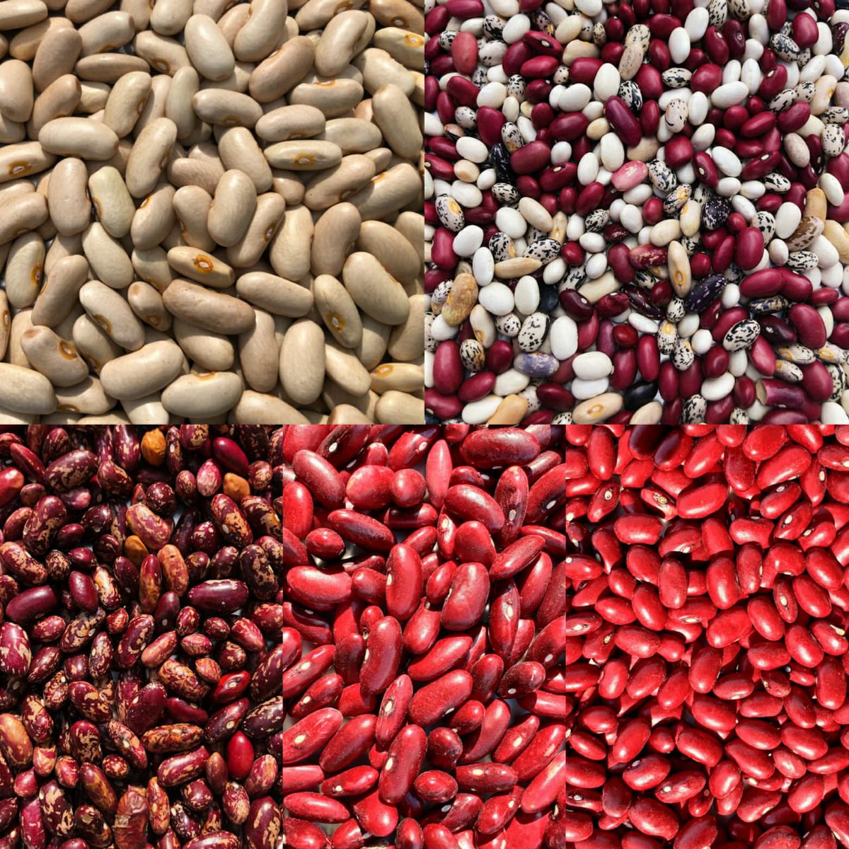 These are the beautiful Rajma colours we get as we sort the Rajma. Top right is the mother pile of mixed beans.