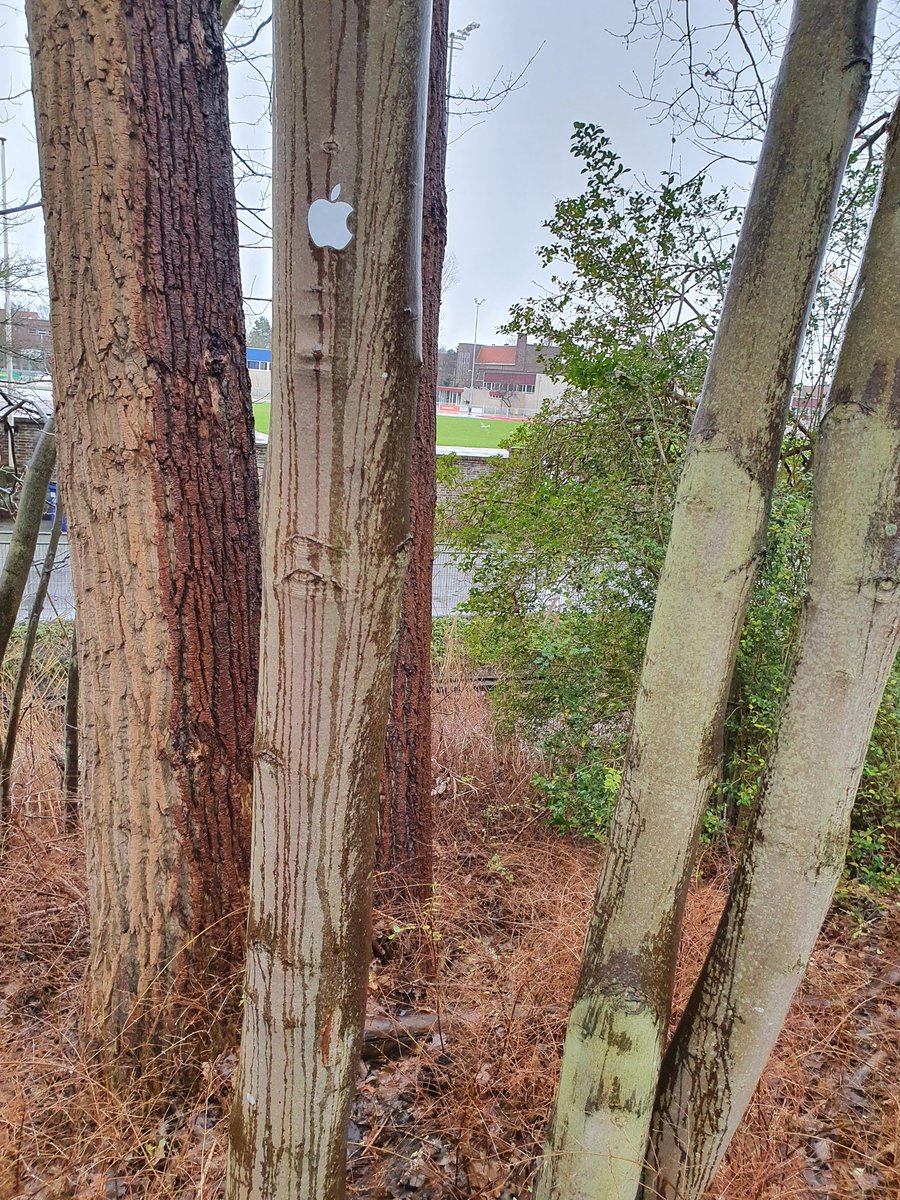 Een apple-boom ontdekt....