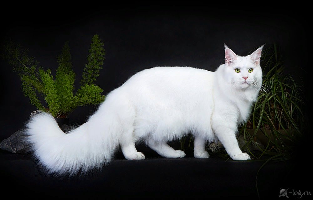 Белый мейкун. Мейн кун белый. Мейн кун белый кот. Белая кошка Мейн кун. Белые Мейн куны.