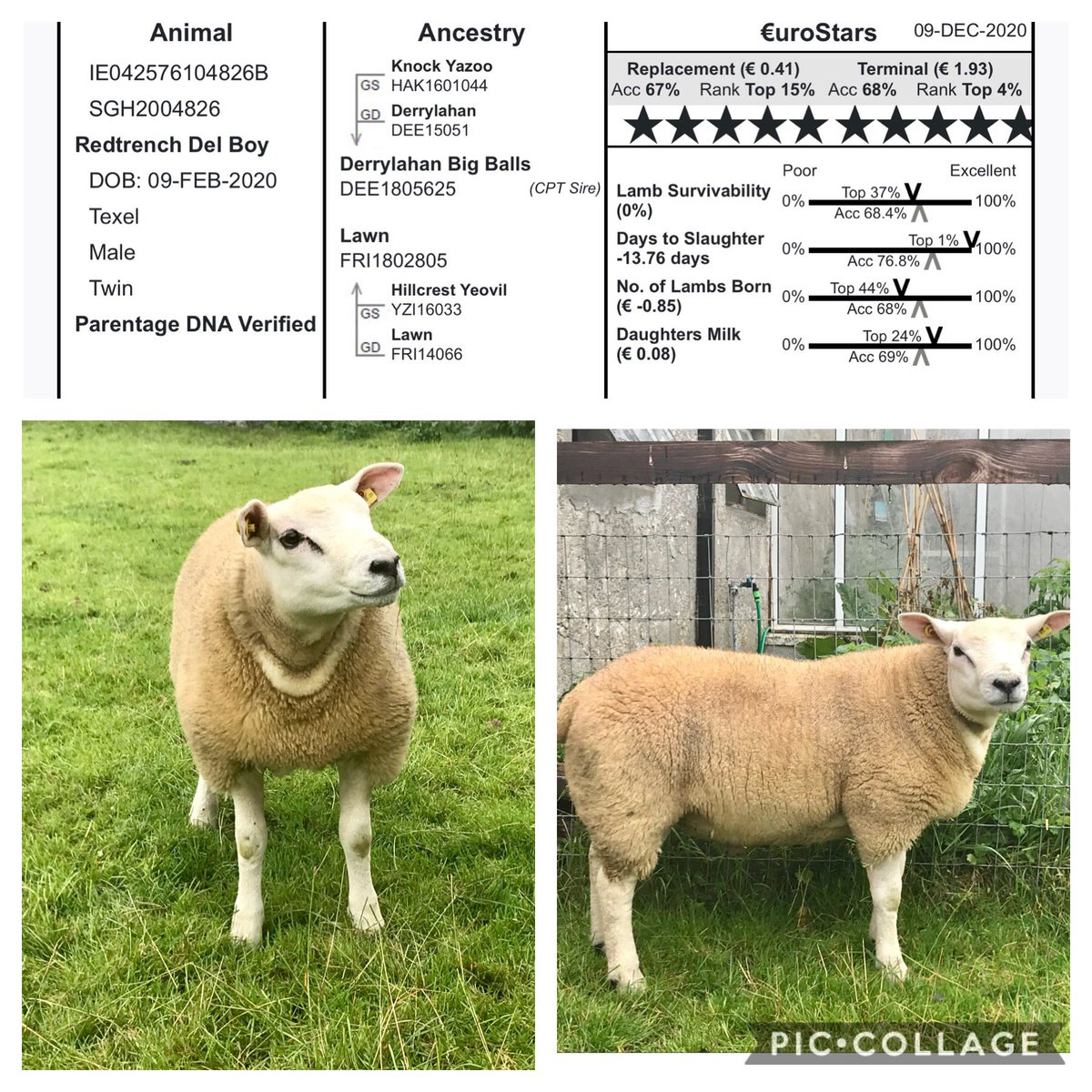 Keeping the best STARS until last ! Lots 50, 51 &amp; 52 at the South-East Irish Texels In-lamb shearling Ewes &amp; Maiden Ewe Lambs sale on Wednesday in Tullow Mart. <a href="/SheepIreland/">Sheep Ireland 🌟🌟🌟🌟🌟</a> <a href="/marteye1/">MartEye</a> <a href="/IrishTexel/">Irish Texel</a> <a href="/IrishGrassland/">Irish Grassland Association CLG (IGA)</a>