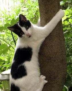 Henry Ian Cusick as cats - a thread Because yes, why not 