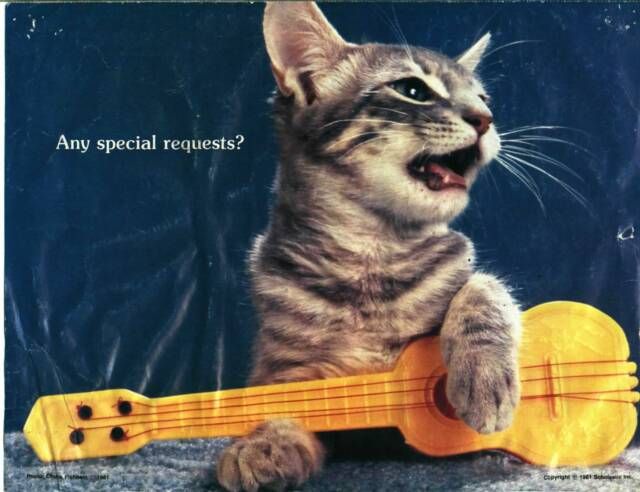 Henry Ian Cusick as cats - a thread Because yes, why not 