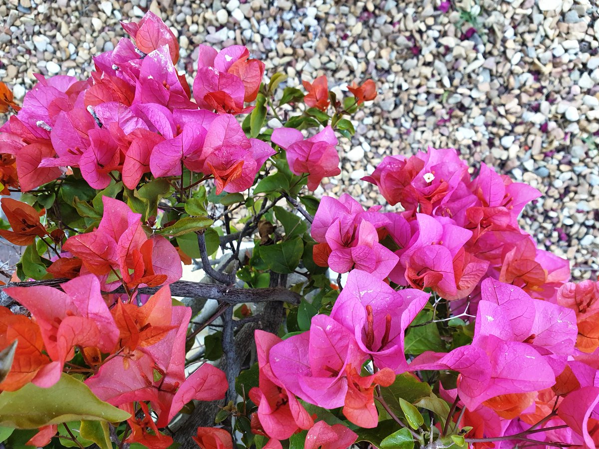 But now I need to go and do some work for clients, so I will tell you the rest later.Meanwhile, here's a random photo of a neighbour's bougainvillea which I took early one morning.