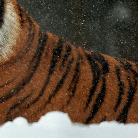 "who in cpop?" but it's actually hu xiaohui - a thread