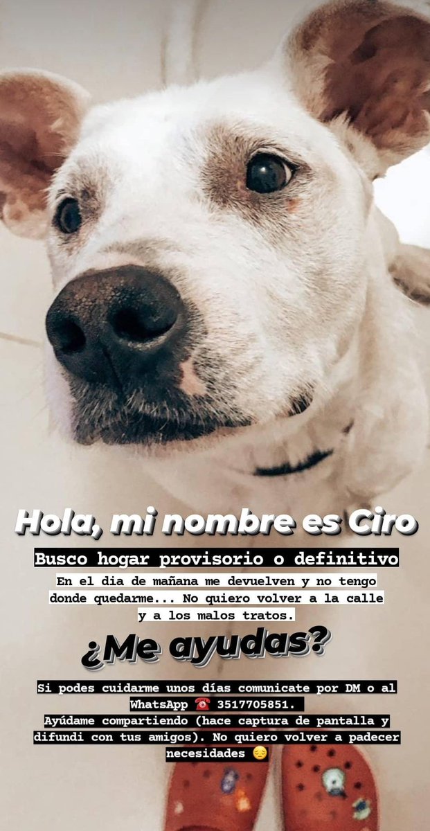 Buscamos hogar provisorio o definitivo para Ciro 🥺🙏 <a href="/epacba/">Equipo de Protección Animal</a> <a href="/VivireNuevaCba/">VivirenNuevaCórdoba®</a>
