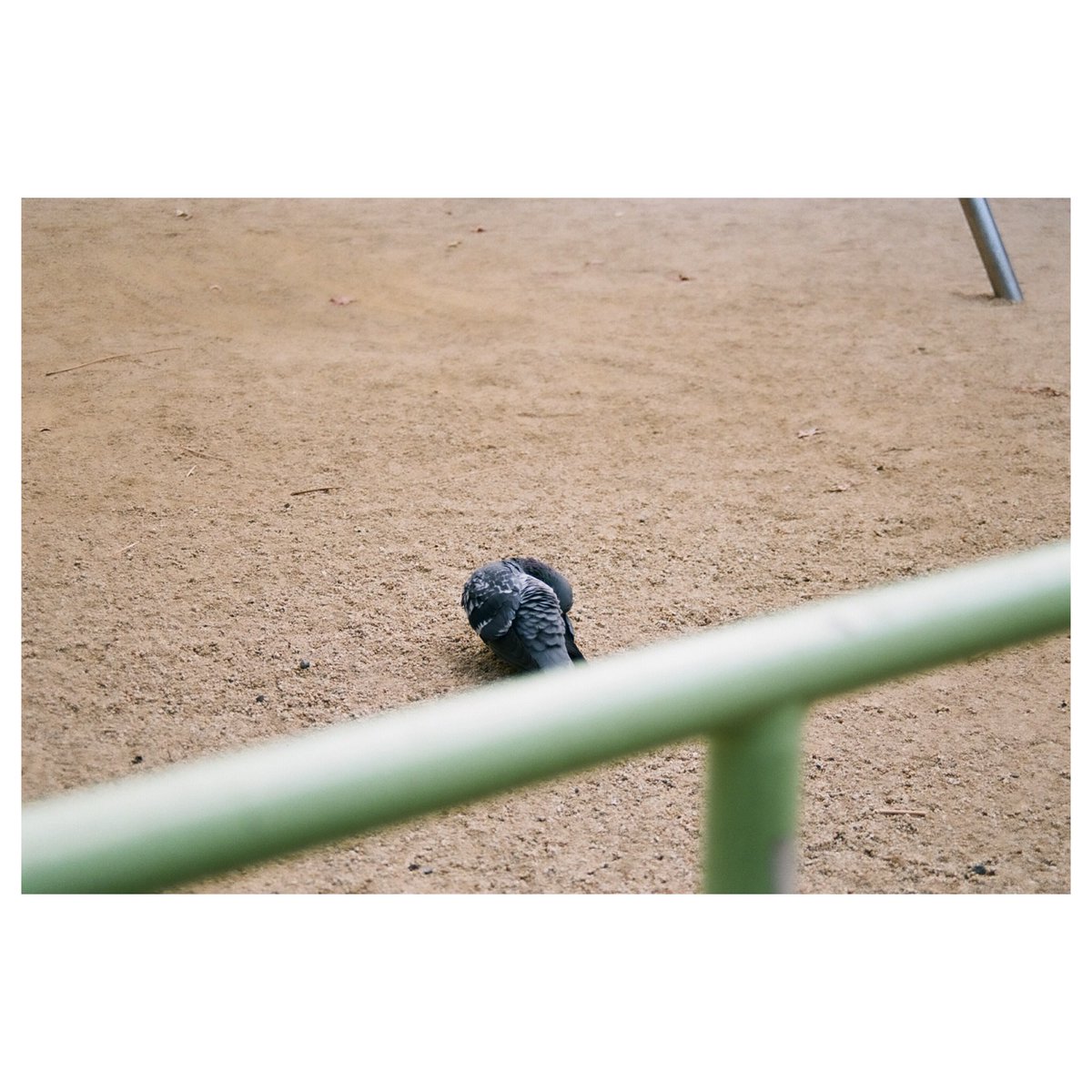 LIFE_HY_'s tweet image. #film #pegion