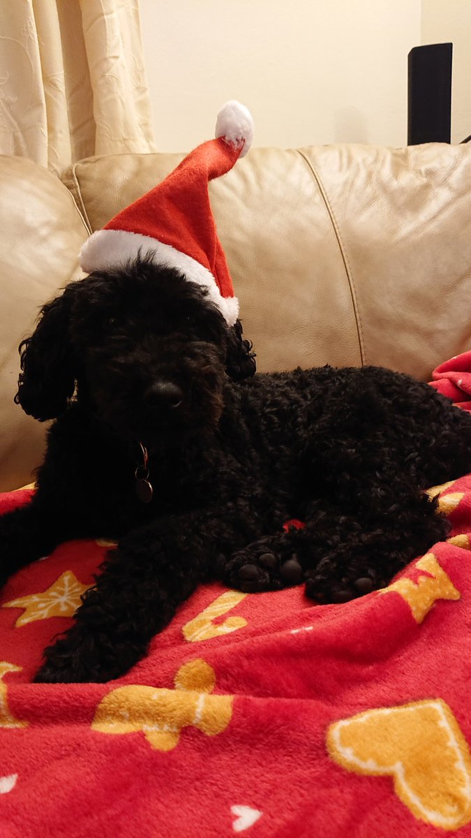 CLCooper_K's tweet photo. A very merry Christmas from my hearing dog, Ringo. https://t.co/Fs6Pze8cNt