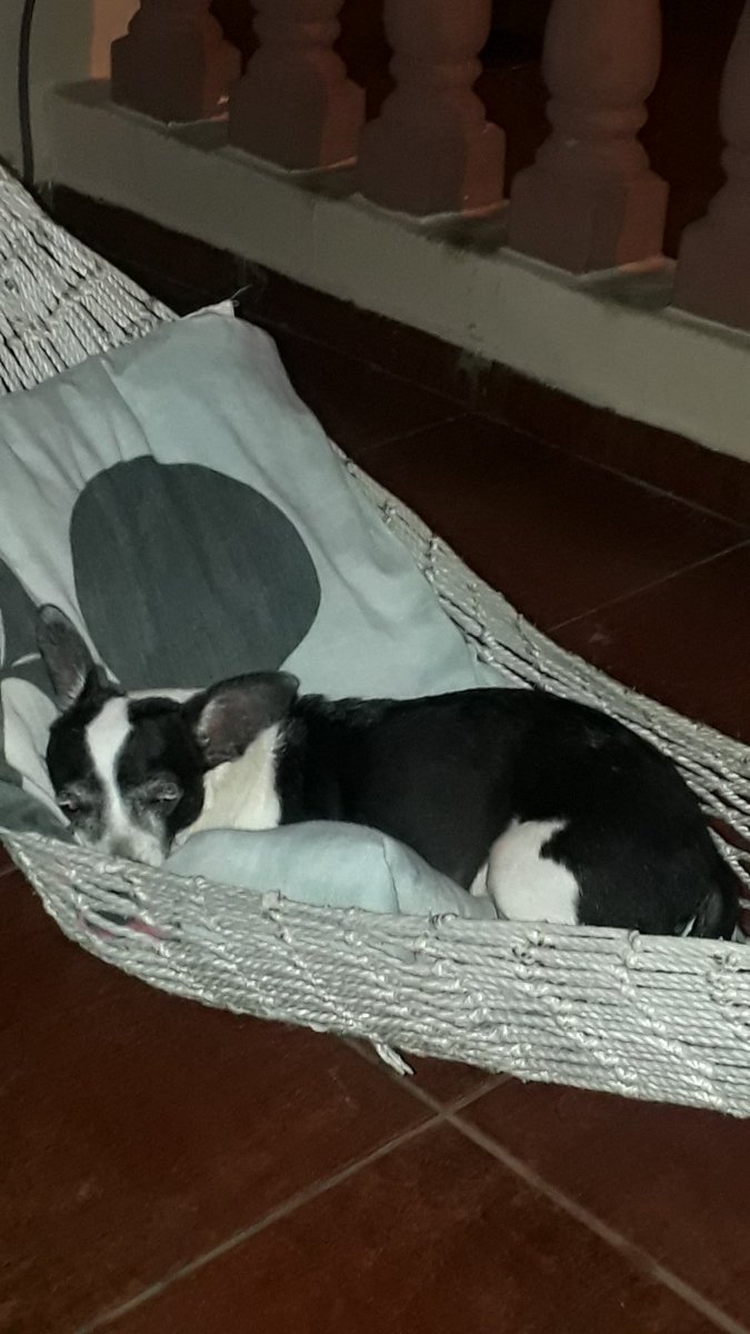 Vida de Perro? Jajajajajaa