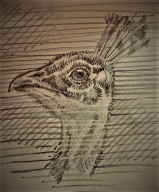 RT @GregoryJohnMer1: Sketches from quarantine:
Peacock https://t.co/88DoYrgtS1