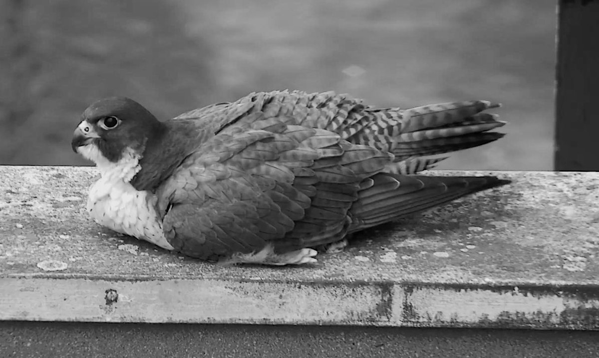  @nmahieu brought me up to speed with the seasons and characters I’d missed, especially about Tom’s former partner, Charlie, whose memory loomed over the nest box - and who had been displaced by Flame. 4/14