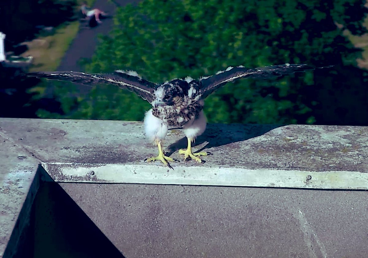Jack grew up strong and in June many local people waited at  @MargravineCem to see him fly for the first time  #fledgewatch 5/14