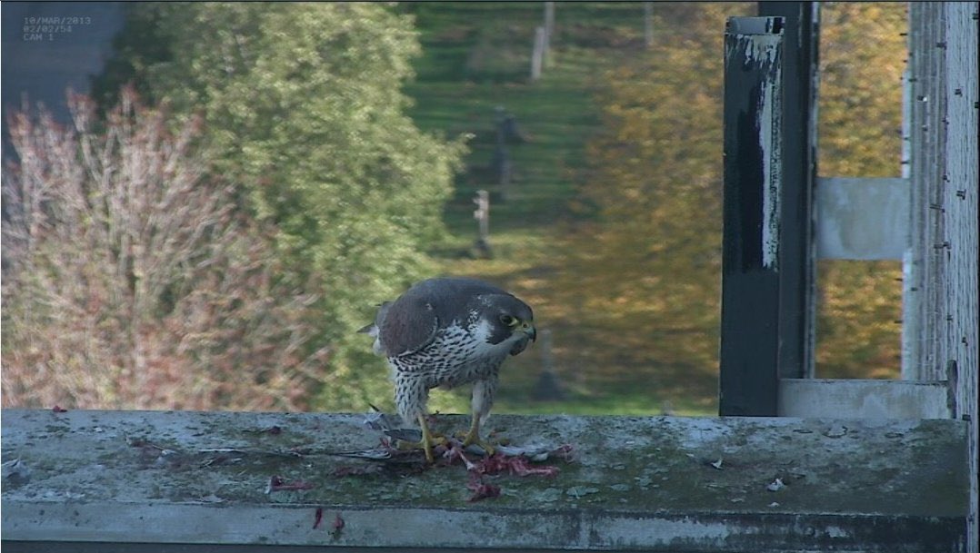 We watched Tom and Flame bring Jack typical west London cuisine (raw parakeet and pigeon, mostly). The crew seemed so solid. 6/14