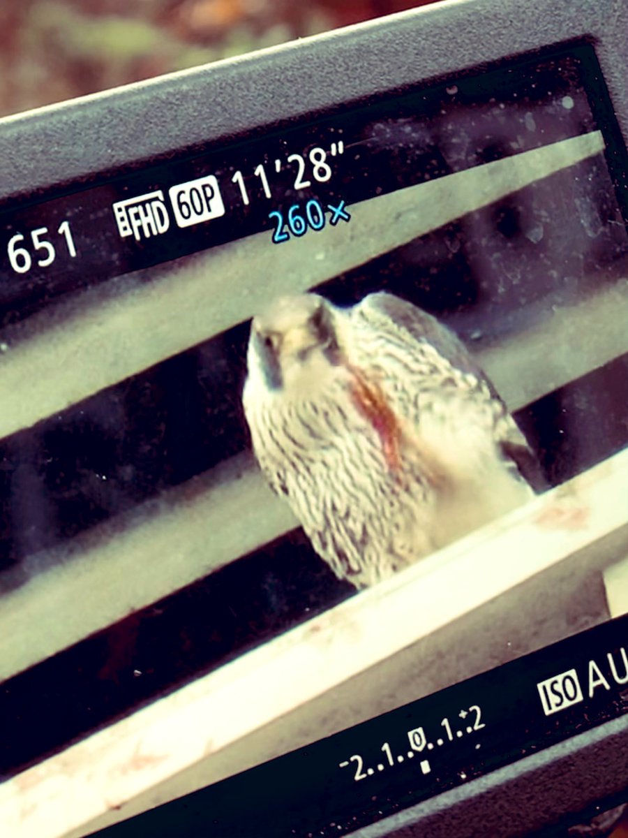 At around the same time in November, Jack disappeared too. There had been some aggression between father and son, and it seemed Jack decided to fly the coop. Here he’s giving me a farewell high five. A high three. With blood-soaked talons 11/14