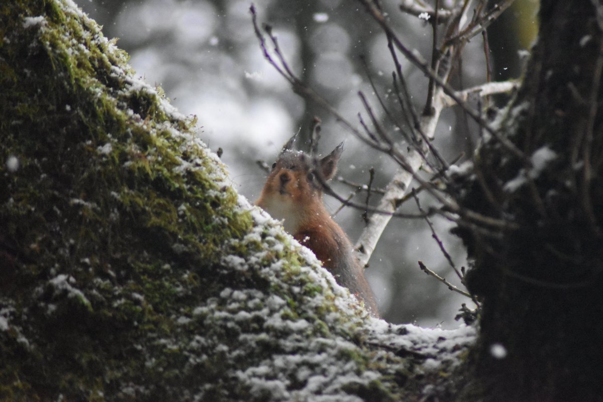 Spotted amidst the snow showers.