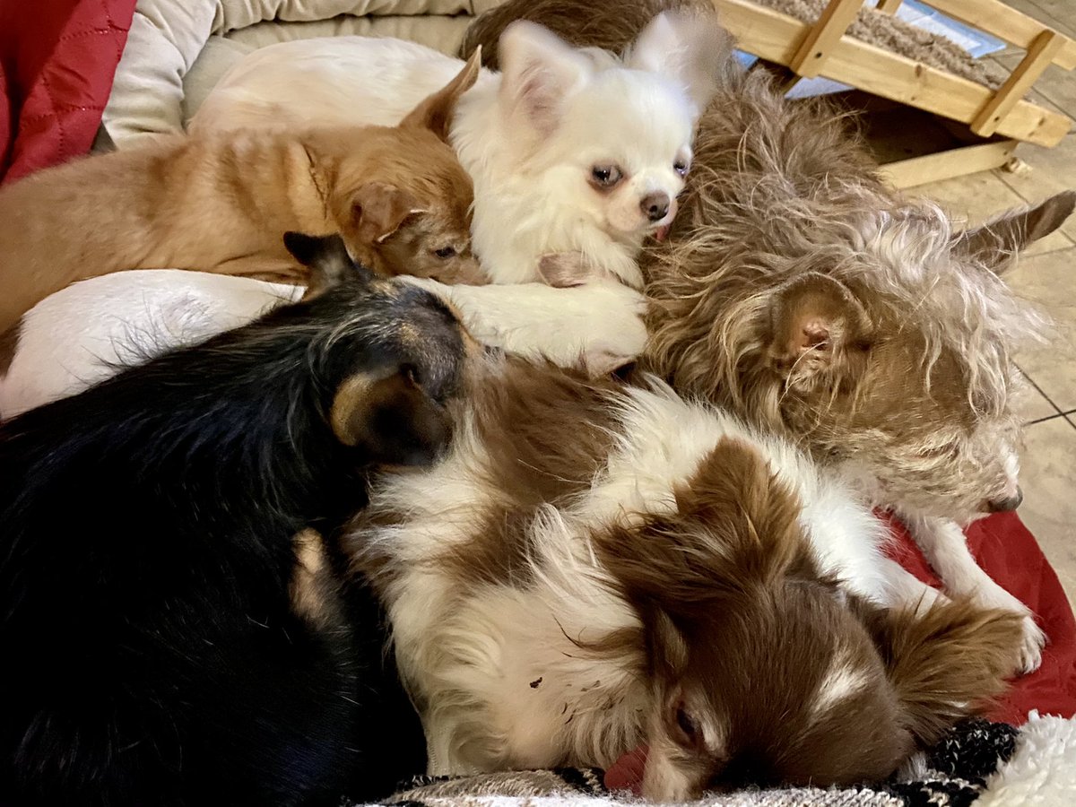 Sunday nap pile! ❤️❤️ #senior  #chihuahua #nap #naptime #naps #happydogs #happydoghappylife #support #donate