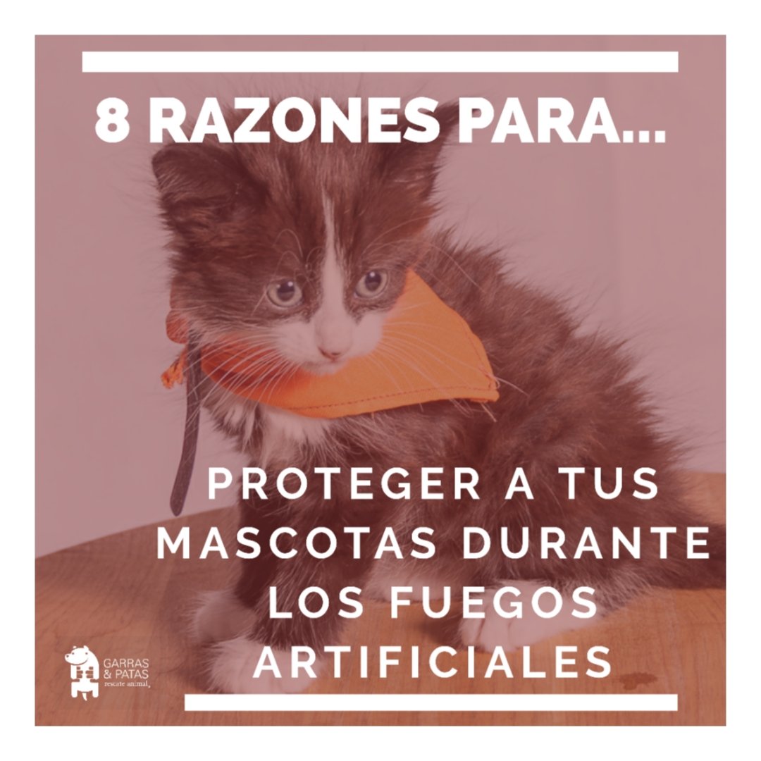 F_GarrasyPatas's tweet photo. Sin duda sería mejor no celebrar el fin de año con fuegos artificiales que asustan y lastiman a muchos animales y personas, pero mientras avanzamos hacia una sociedad más empática, te dejamos #8Razones para cuidar de tu peludín durante esos momentos. #Tips #Mascotas https://t.co/4nFvdOnwCn