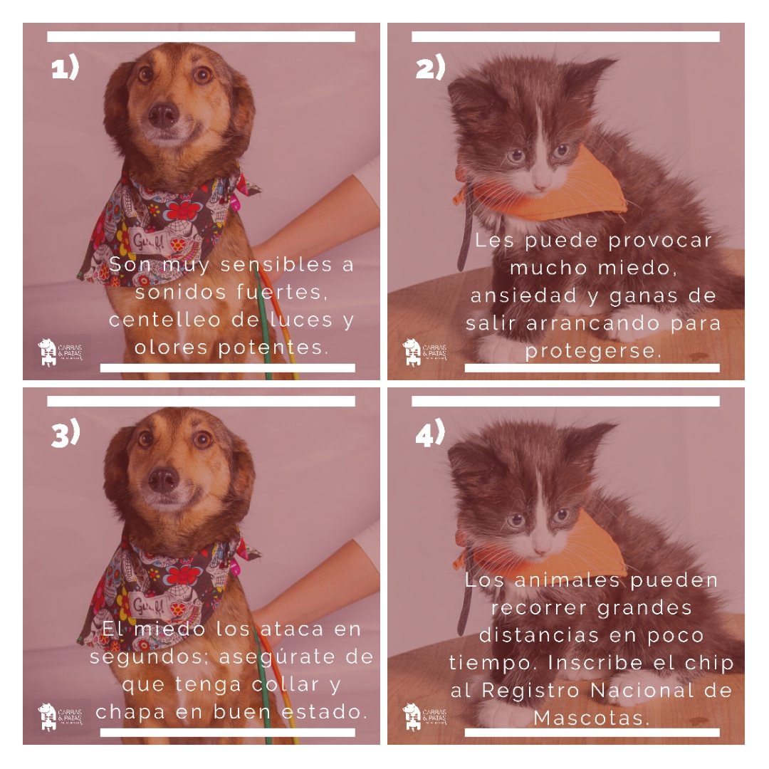 F_GarrasyPatas's tweet photo. Sin duda sería mejor no celebrar el fin de año con fuegos artificiales que asustan y lastiman a muchos animales y personas, pero mientras avanzamos hacia una sociedad más empática, te dejamos #8Razones para cuidar de tu peludín durante esos momentos. #Tips #Mascotas https://t.co/4nFvdOnwCn