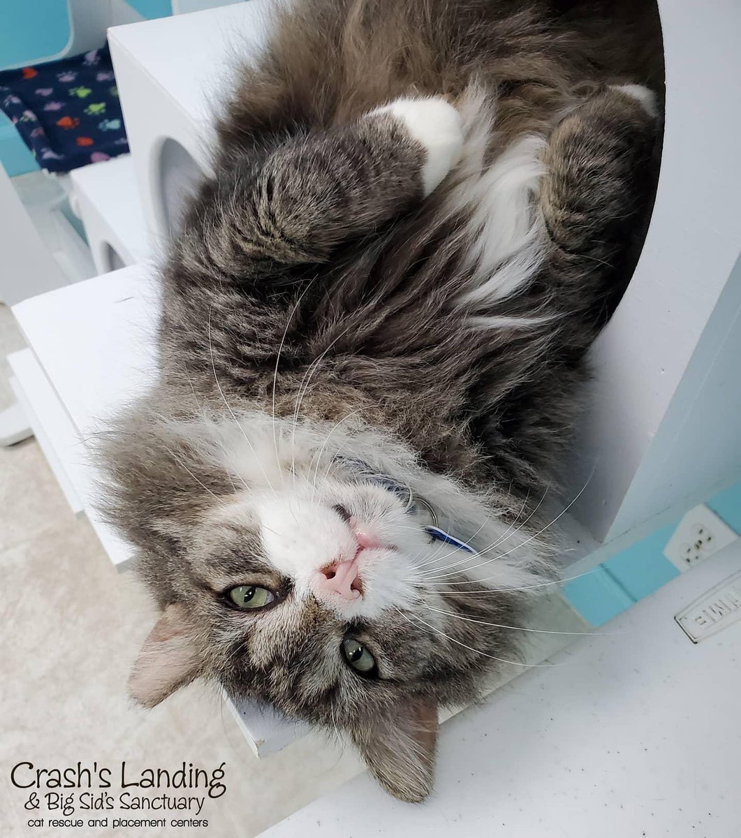 CrashsLanding's tweet image. Hello, Samsquanch. 🙃

#FIVCat #TrailerParkBoys #SundayFunday