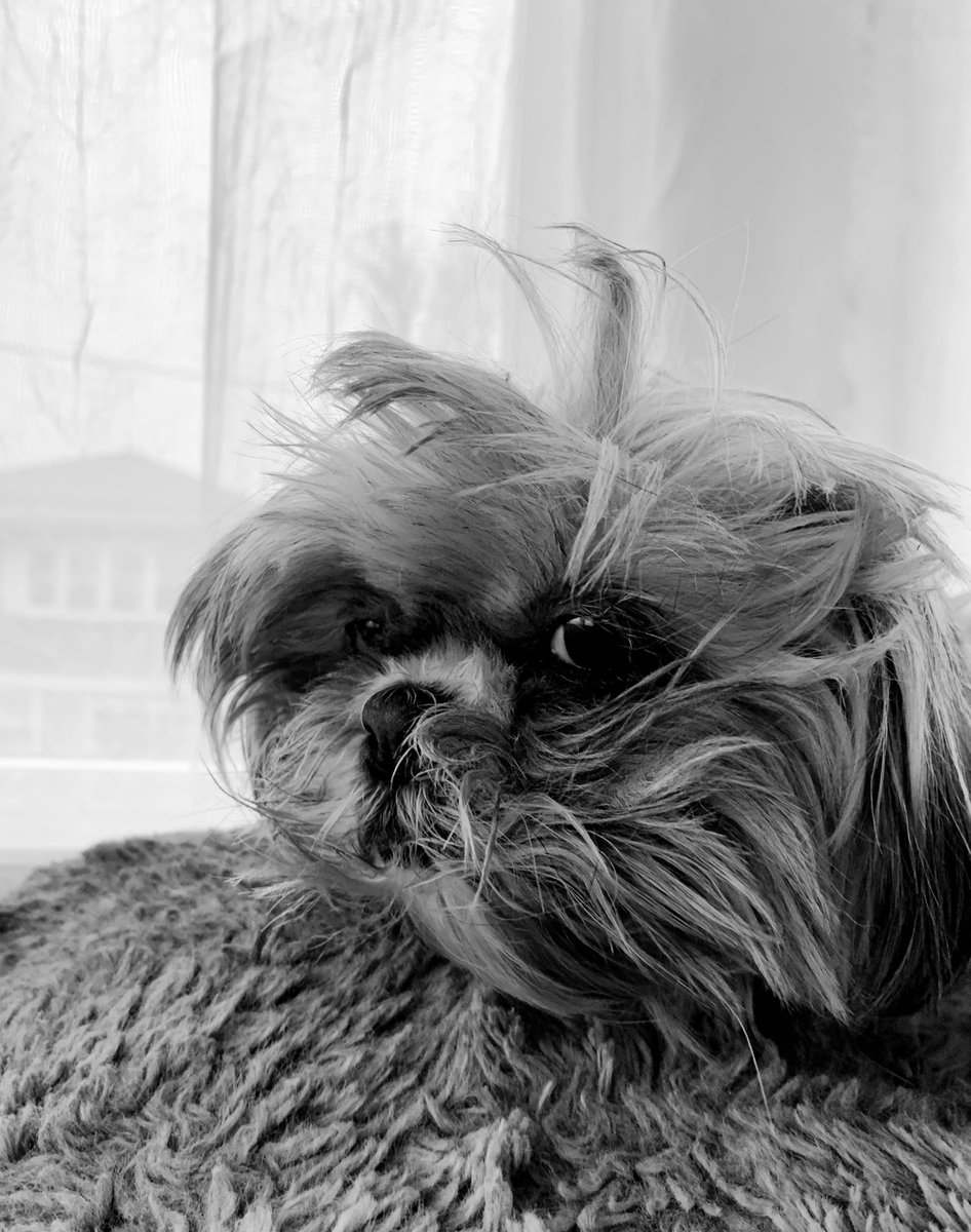 JaidaStudios's tweet photo. It’s the bed head for me. You are my spirit animal today Duchess. #shihtzu #thelittlethings #messyhair #longisland #histioaware #downsyndromelove https://t.co/ejxqsqRjzv