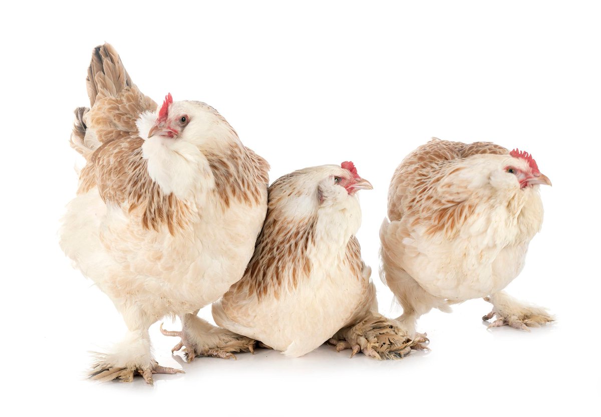 AnimalPlanet's tweet image. 🎶 Three French hens 🎶 
The Faverolles chicken originated from a French village named - you guessed it - Faverolles. They&apos;re known for thriving in colder weather, having been developed to lay eggs during winter. #photooftheday