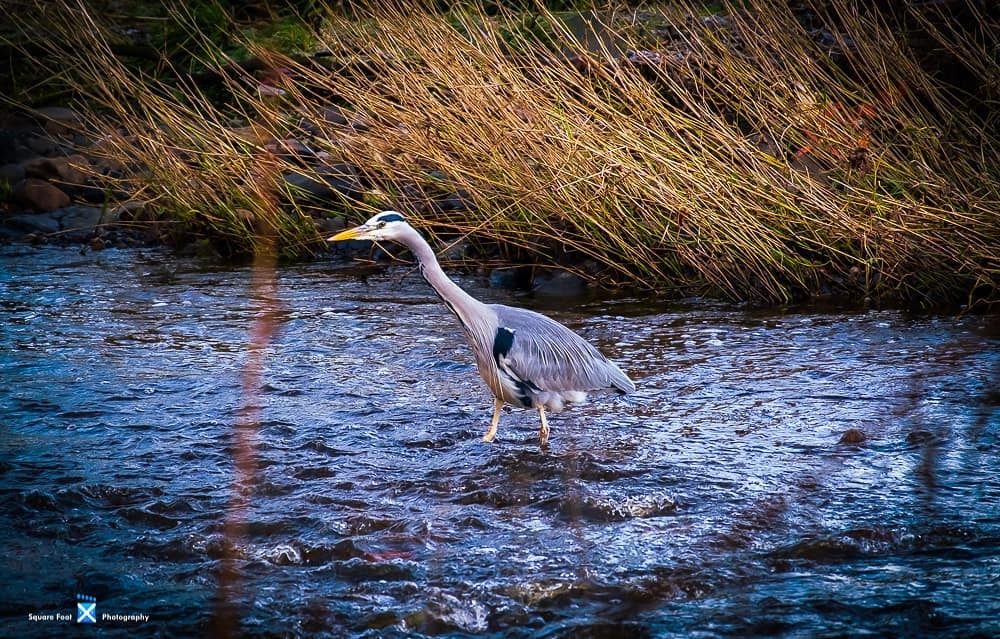 SquareFootPhot1's tweet photo. Grey Heron on the River Almond yesterday. #Heron
#river
#birds
#riveralmond https://t.co/g2i1UCCnt7