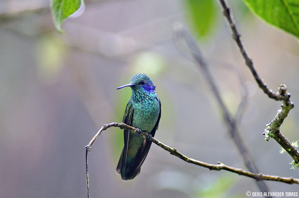 visiontorres2's tweet photo. Colibrí orejivioleta (Colibri cyanotus cyanotus) en su mágico reino del bosque nublado de San Eusebio, montañas andinas de Mérida, Venezuela.
IG: https://t.co/GwYxrVfse2
#visiontorres #avesdevenezuela #birdsofvenezuela #merida #andes #colibri #wildlifephotography https://t.co/4McoajPILK