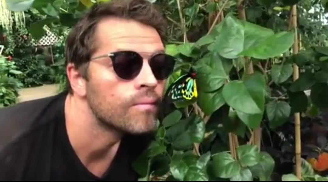 ،  :misha collins as giraffe; a thread