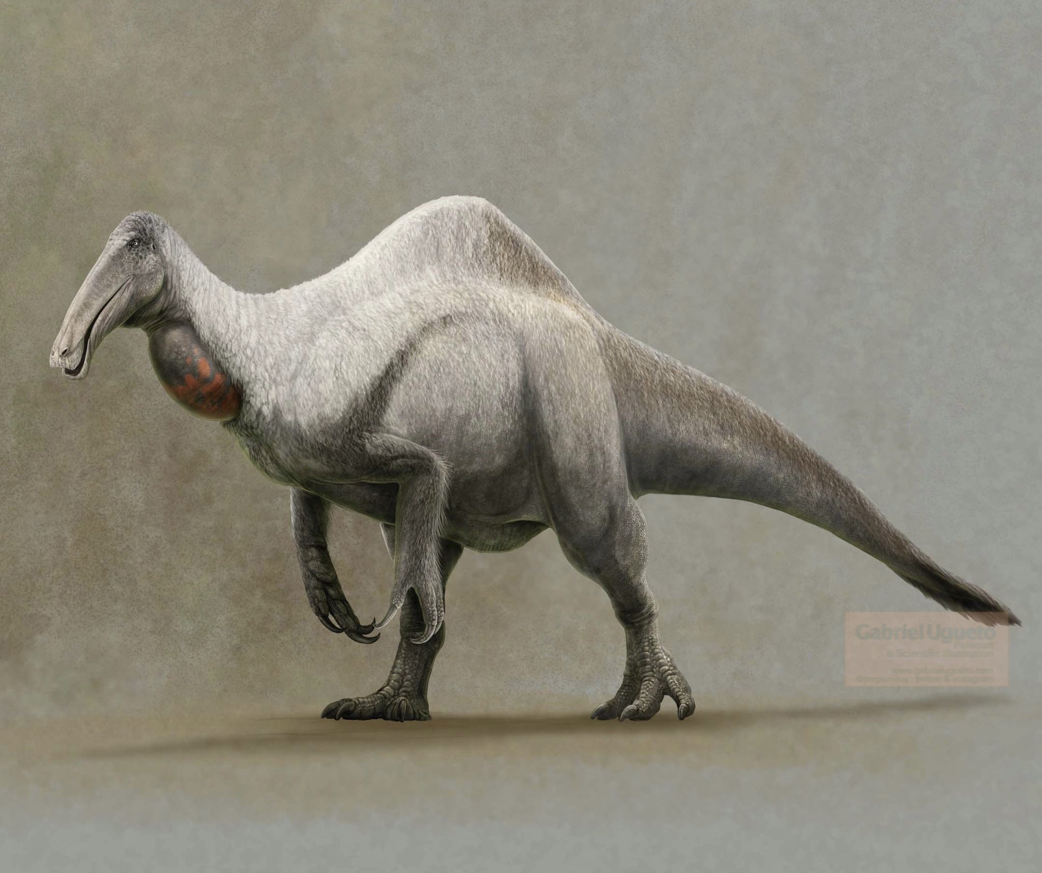 Paleoexhibit: Deinocheirus the magnificent