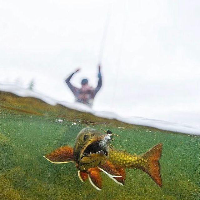 A Cool Picture #operacaopesca  #tucunareazul #pesqueesolte #pescaesportiva #pescadora #FacanaRede #FCNRD #fnr #mulheresnapesca #FCNRDgirl #usofacanarede #catchnrelease #catchandrelease #sportfishing