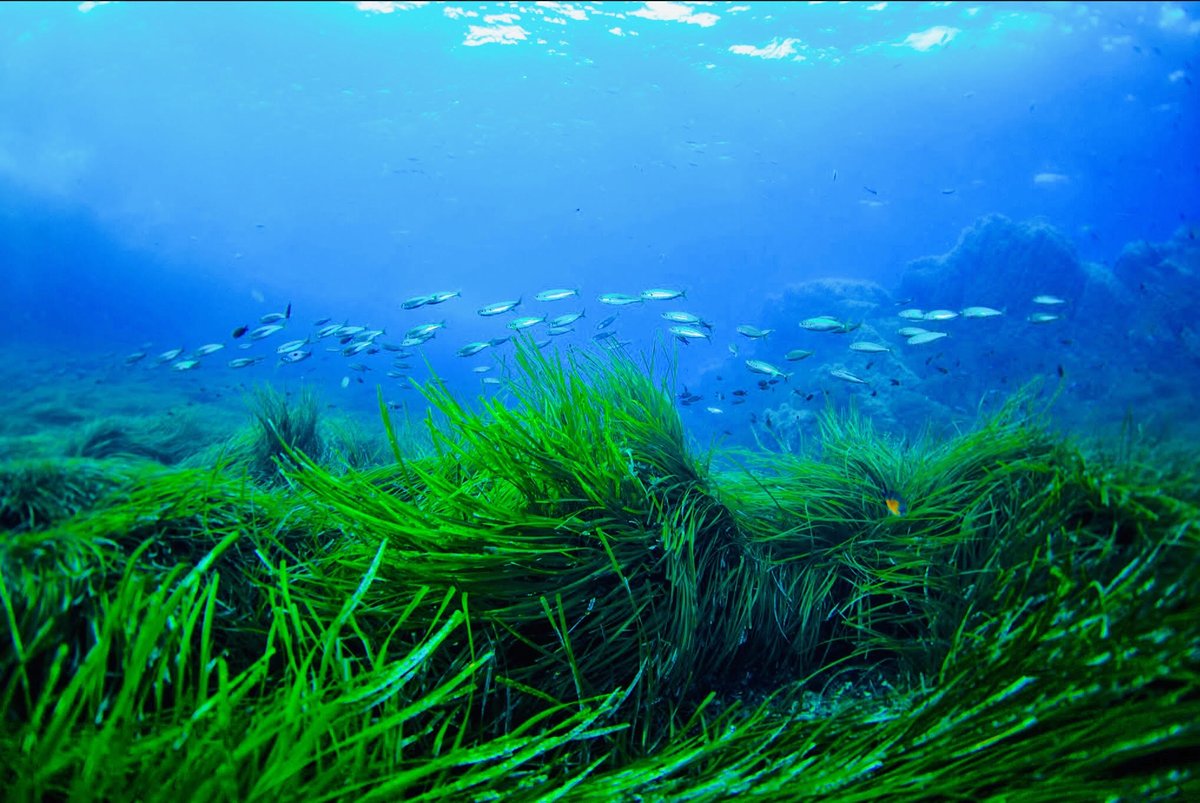 Did you know? 

#seagrass meadows are 10-40x more efficient as #carbonsinks than forests?  

Forests are only the 5th most efficient #ecosystem in the #carbonstoragecycle behind #saltmarshes #mangroveforests #seagrassmeadows and #tundra
@TheEICEnergy
@subseauknews
@SmithsonianMag