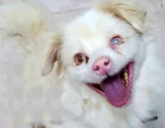 SosAbuelos1's tweet image. #ITURRI (8 AÑITOS) SOLO CORUÑA
TORTURADO por el ¿humano?; golpes, palizas... por el brutal maltrato, llegó con costillas rotas, está #ciego de un ojito y le falta un trozo de paladar. 😣 Pero el pobre aún, sigue dispuesto a confiar..
Sociable, bueno y muy cariñoso

 ☎️ 636539779