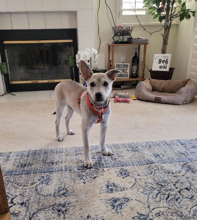 🎓 Mom writes: “Alumni Sandie (was Midnight Sun of the Twilight Zone litter) is the social butterfly of my community.  Everyone knows her and stops to say Hi and give her some love on our walks...love her.” 💛💛💛

#GRFF #ghettorescue #lapd #dogs