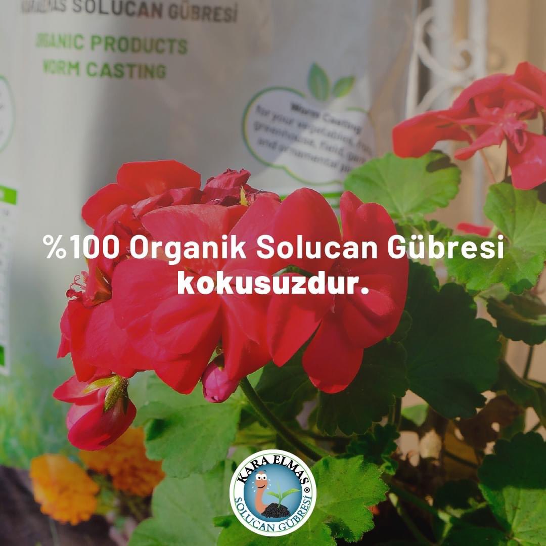 karaelmasgubre's tweet photo. %100 Organik Kara Elmas Solucan Gübresi diğer gübrelerin aksine kokusuzdur. Evinizdeki bitkilerinizde rahatlıkla kullanabilirsiniz. 🍀
#karaelmas #solucangübresi #doğalgübre #kokusuz #gübre #wormcasting #doğal #tarım #organik #organiktarım #doğalyaşam #sağlıklıyaşam https://t.co/K9fIhFUxJZ